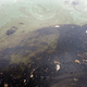 Oil spill allegedly caused by Shell equipment failure in August 2011 (Getty Images/AFP)